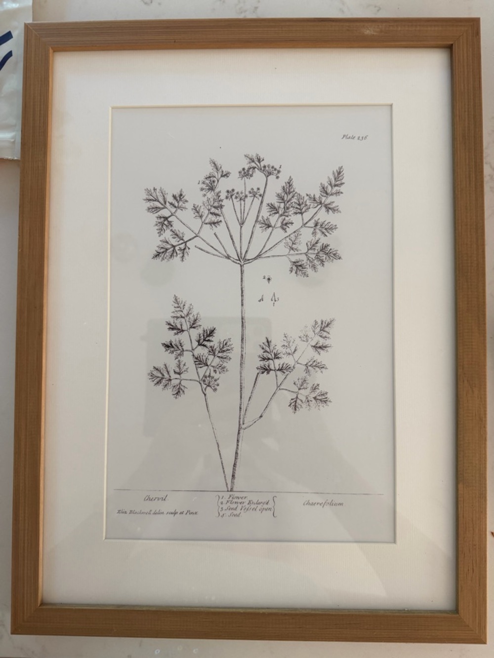 Hearth & Hand Magnolia Botanical Print Framed Art -
